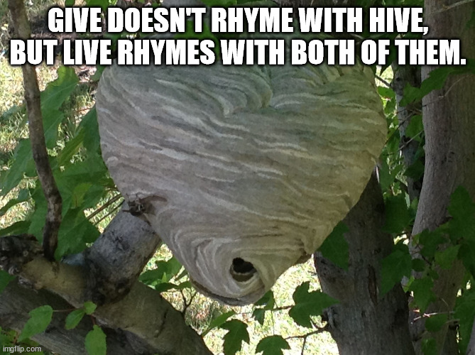 shower thoughts - wasp nest memes - Give Doesn'T Rhyme With Hive, But Live Rhymes With Both Of Them. 4.. . 19 imgflip.com
