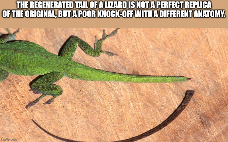 lizard tail regrowth gif - The Regenerated Tail Of A Lizard Is Not A Perfect Replica Of The Original, But A Poor KnockOff With A Different Anatomy. ingflip.com