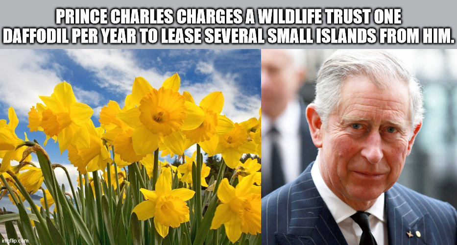 daffodils in spring - Prince Charles Charges A Wildlife Trust One Daffodil Per Year To Lease Several Small Islands From Him. inngflip.com