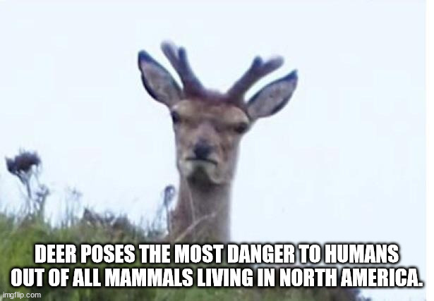 anger deer - Deer Poses The Most Danger To Humans Out Of All Mammals Living In North America. imgflip.com