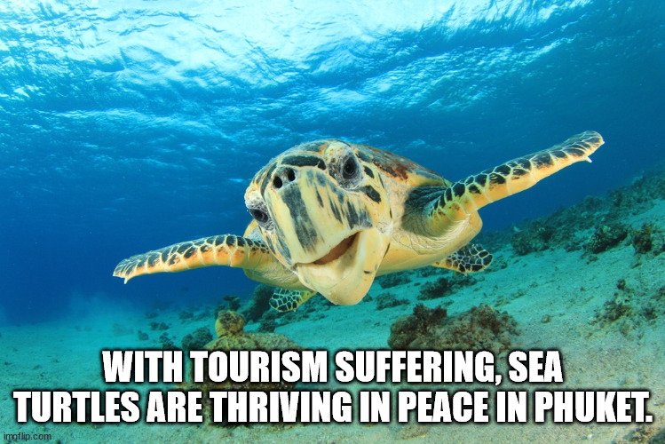 With Tourism Suffering, Sea Turtles Are Thriving In Peace In Phuket. imgflip.com