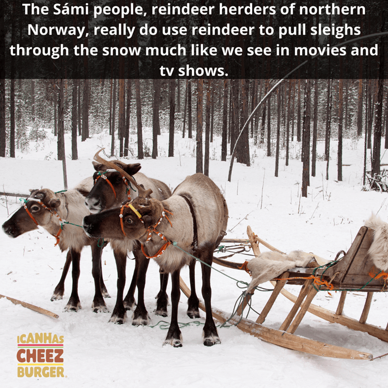 The Smi people, reindeer herders of northern Norway, really do use reindeer to pull sleighs through the snow much we see in movies and tv shows. Ace Canhas Cheez Burger