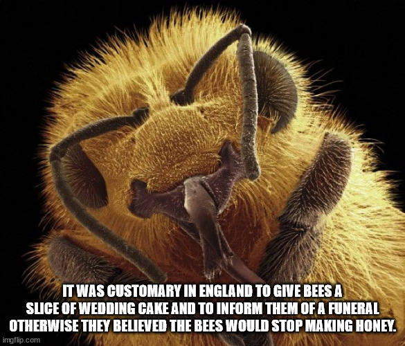 honey bee head - It Was Customary In England To Give Bees A Slice Of Wedding Cake And To Inform Them Of A Funeral Otherwise They Believed The Bees Would Stop Making Honey. imgflip.com