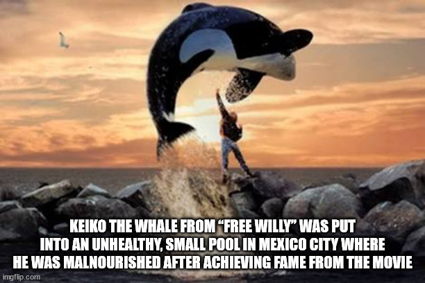 free willy album - Keiko The Whale From "Free Willy" Was Put Into An Unhealthy, Small Pool In Mexico City Where He Was Malnourished After Achieving Fame From The Movie imgflip.com