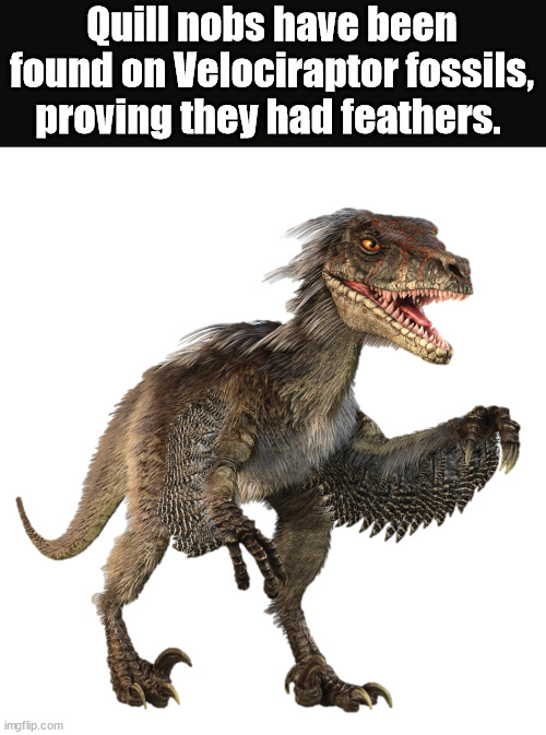 dinosaurios png - Quill nobs have been found on Velociraptor fossils, proving they had feathers. imgflip.com