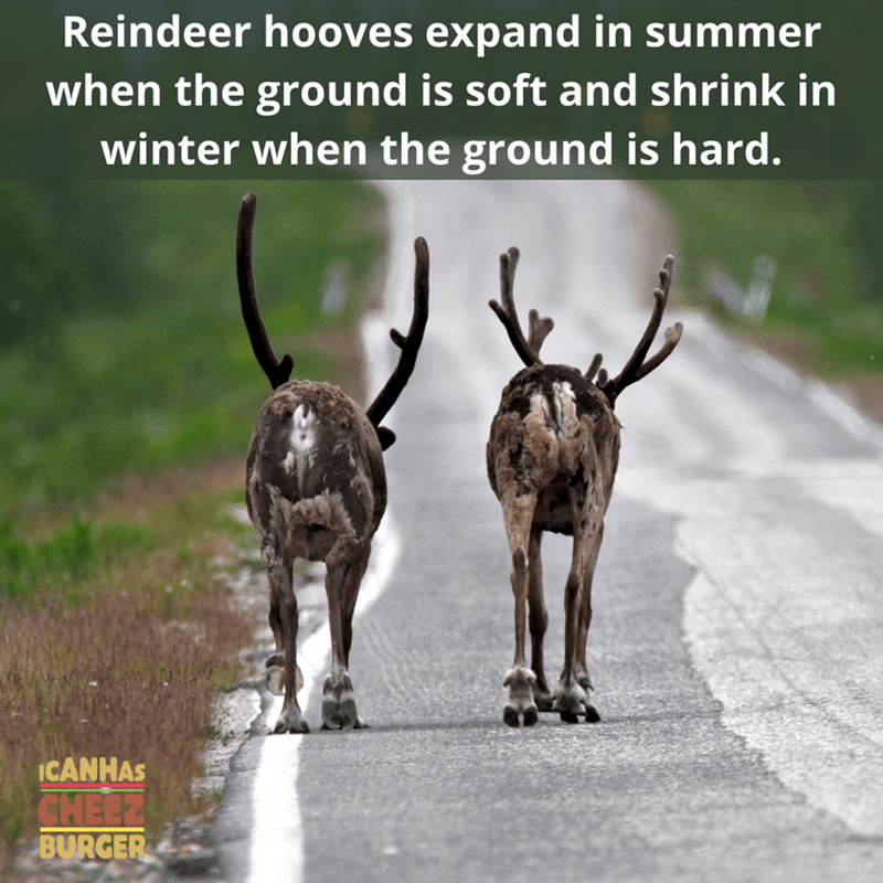 wildlife - Reindeer hooves expand in summer when the ground is soft and shrink in winter when the ground is hard. Icanhas Cheez Burger