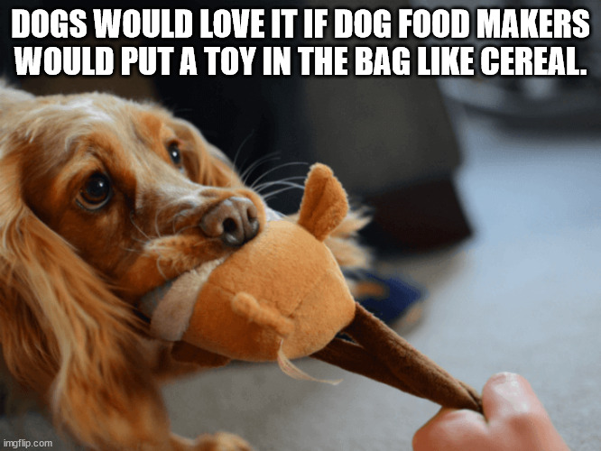 shower thoughts - photo caption - Dogs Would Love It If Dog Food Makers Would Put A Toy In The Bag Cereal. imgflip.com