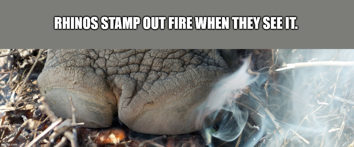 meme - Rhinos Stamp Out Fire When They See It. imgflip.com
