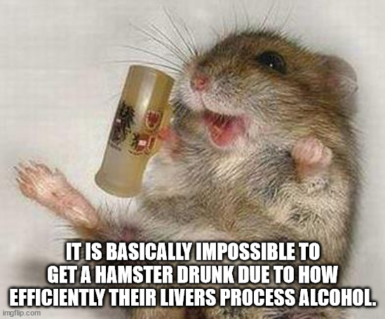 chomiki - It Is Basically Impossible To Get A Hamster Drunk Due To How Efficiently Their Livers Process Alcohol. imgflip.com