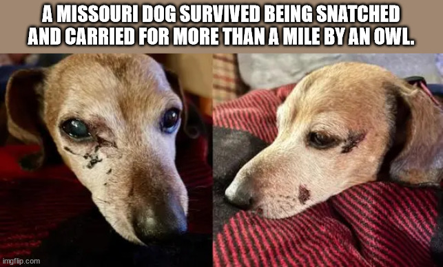 imma let you finish - A Missouri Dog Survived Being Snatched And Carried For More Than A Mile By An Owl. imgflip.com