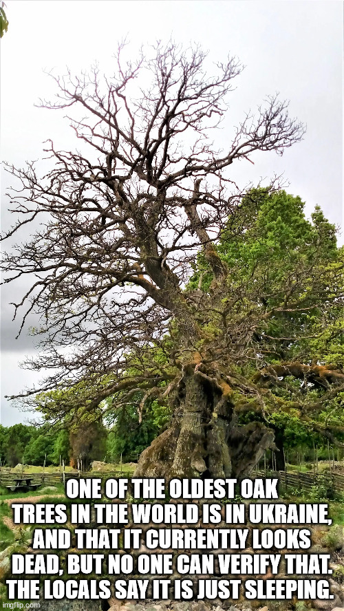 tree - One Of The Oldest Oak Trees In The World Is In Ukraine, And That It Currently Looks Dead, But No One Can Verify That. The Locals Say It Is Just Sleeping. imgflip.com