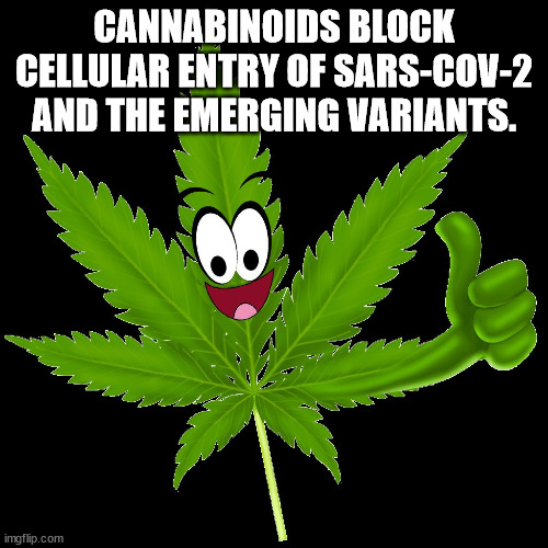 leaf - Cannabinoids Block Cellular Entry Of SarsCov2 And The Emerging Variants. 60 imgflip.com
