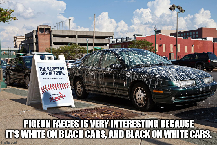 shower thoughts - baseball team - IT111 The Redbirds Are In Town Cal.12 Connect. Memphis Pigeon Faeces Is Very Interesting Because Its White On Black Cars, And Black On White Cars. imgflip.com