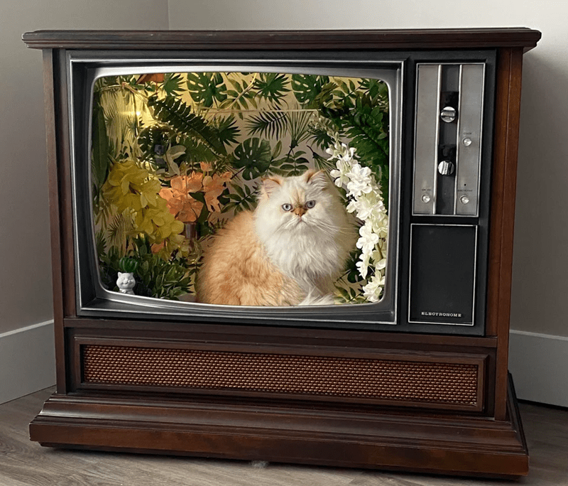 200 channels and nothing but cats.  Awesome.