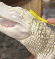 Moving Image Mayhem---Animal Edition