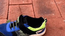 Moving Image Mayhem---Animal Edition