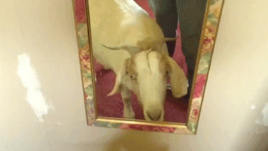 Moving Image Mayhem---Animal Edition