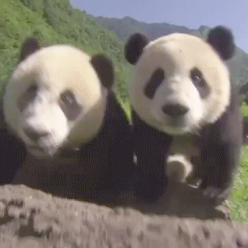 Moving Image Mayhem---Animal Edition