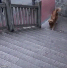 Moving Image Mayhem---Animal Edition