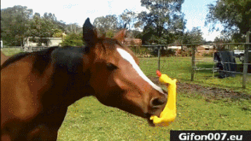 Moving Image Mayhem---Animal Edition