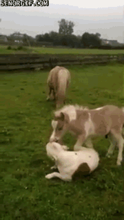 Moving Image Mayhem---Animal Edition