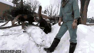 Moving Image Mayhem---Animal Edition