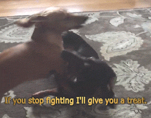 Moving Image Mayhem---Animal Edition