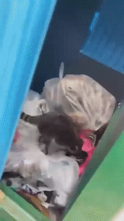 Moving Image Mayhem---Animal Edition