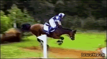 Moving Image Mayhem---Animal Edition