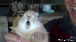 Moving Image Mayhem---Animal Edition