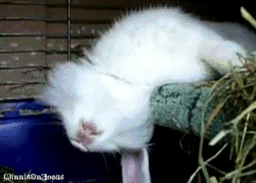 Moving Image Mayhem---Animal Edition