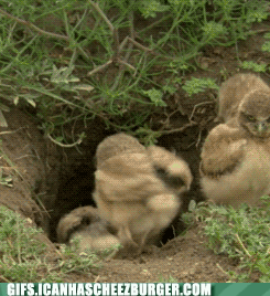 Moving Image Mayhem---Animal Edition