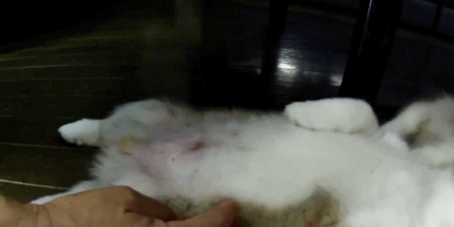 Moving Image Mayhem---Animal Edition