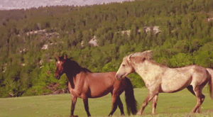 Moving Image Mayhem---Animal Edition