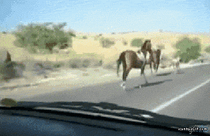 Moving Image Mayhem---Animal Edition