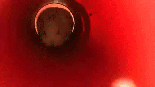 Moving Image Mayhem---Animal Edition