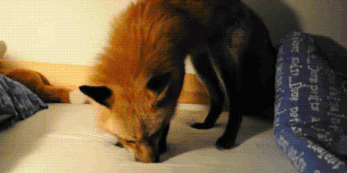 Moving Image Mayhem---Animal Edition