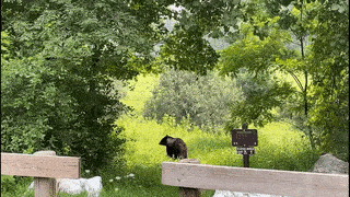 Moving Image Mayhem (Animal Edition)