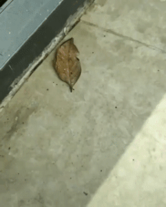 Moving Image Mayhem (Animal Edition)