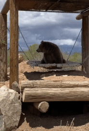 Moving Image Mayhem (Animal Edition)