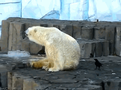 Moving Image Mayhem (Animal Edition)