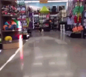 Moving Image Mayhem (Animal Edition)