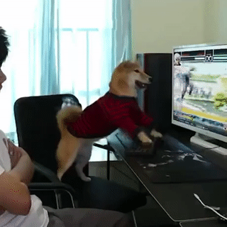 Moving Image Mayhem (Animal Edition)