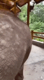 Moving Image Mayhem (Animal Edition)