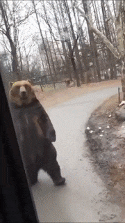 Moving Image Mayhem (Animal Edition)