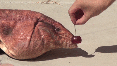 Moving Image Mayhem (Animal Edition)