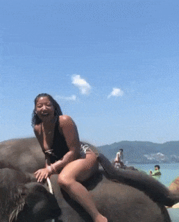 Moving Image Mayhem (Animal Edition)