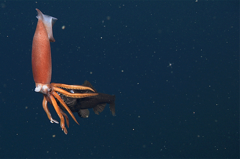 Moving Image Mayhem (Animal Edition)