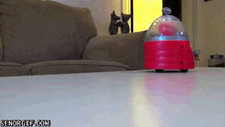 Moving Image Mayhem (Animal Edition)