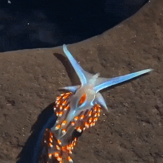 Moving Image Mayhem (Animal Edition)